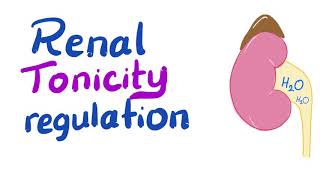 Renal Tonicity Regulation  How Your Kidney Works [upl. by Ynnep]