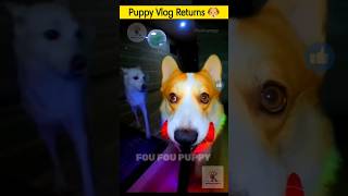 चिंटू का व्लॉग 🐶 vlogging dog hindi  dog vlogger cutepuppies puppyvlog [upl. by Eixid]