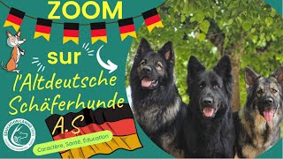 Altdeutsche Schäferhunde Berger Allemand [upl. by Ycaj733]