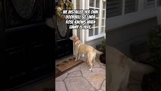 Neighbor Installs Doorbell For Her Daily Dog Visits love neighborhood dog beautiful [upl. by Kenweigh]