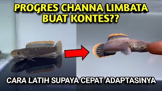 LATIH ADAPTASI BUAT KONTES  Cara Latih Mental Adaptasi Channa Limbata Buat Kontes [upl. by Red]