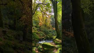 Wicklow a few weeks ago  so many colors in a sunny day autumncolours autumnlight tree nature [upl. by Ingaberg]