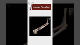 Forearm pronation muscles anatomy muscles movement [upl. by Lemej]