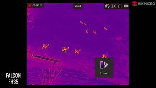 HIKMICRO Falcon FH35 35mm Hand Held Thermal Imager Monocular Test Footage [upl. by Sonitnatsnoc]