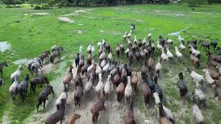 LOS LLANOS  The Colombia Cowboy amp Wrangling Experience [upl. by Meir927]