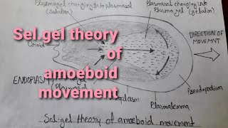 Most Important biology diagram Solgel theory of amoeboid movement  very easy way step by step [upl. by Lalittah]