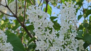 White Lilac  Syringa Vulgaris [upl. by Burtie860]