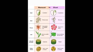 difference between monocot and dicotfruitseedleafroot [upl. by Nivag]