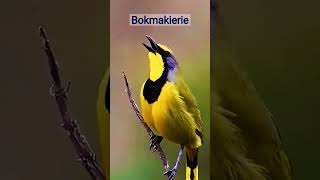 Bokmakierie bird birds birdsounds nature [upl. by Gluck]