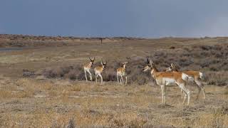 Helping Pronghorn Cross the Interstate 80 Wildlife Barrier in Wyoming [upl. by Auahsoj519]