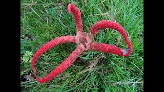 The Octopus Stinkhorn Clathrus archeri [upl. by Petromilli454]