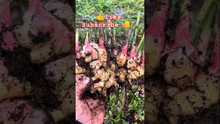 Gardening 🌱ginger plants shortsvideo plzsubscribemychannel 🙏 [upl. by Klecka]