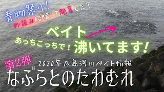 第２弾 広島の河口でベイトのなぶら発見！ぶり・サワラ調査！【広島】【釣り】 [upl. by Imehon]