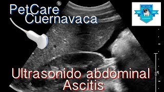 Ultrasonido de Abdomen en Canino con Ascitis [upl. by Yenruogis]