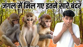 Monkeys 🐵 In Jungle  Taj Vlog [upl. by Galer]