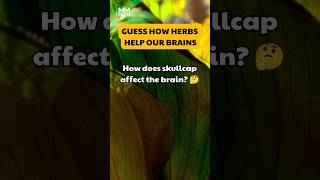 Do you know how skullcap the herb has an effect on our brains 🧠🌿skullcap herbs brainhealth [upl. by Maurise997]