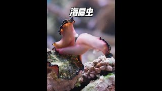 海扁虫，拔出短剑一决雌雄，击中谁谁怀孕！ 海扁虫 海洋生物 神奇动物在抖音 动物的迷惑行为 神奇动物 [upl. by Trebmal31]