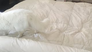 How to put on a Duvet Cover … Just a fun [upl. by Harriet507]