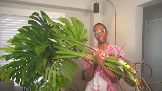 How to restart your Monstera [upl. by Francis909]