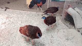 Great Argus amp Bornean Crested Fireback Pheasant Male in Backpheasantsquailschickenspheasanthow [upl. by Mehetabel]