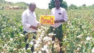 My Seeds pvt Ltd Hyderabad Cotton Kiladi Contact no 6303901516 [upl. by Manville474]