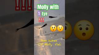 One eyed Molly fish trending fish viralshorts aquariumfish babycare fishfry fishfood fishing [upl. by Mylor]