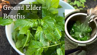 Ground Elder aka “Goutweed”  Health benefits making fresh steeped tea amp where to find 🌱 🍵 [upl. by Ahsiener]