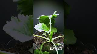 Kohlrabi Growing Time Lapse [upl. by Aix]