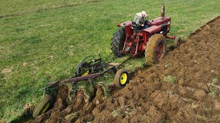 Bringing the Cattle in for Winter and Plowing with the Farmall 756 [upl. by Brianne348]