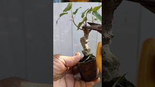 Miniature Bonsai making easy method 🔥 shortsvideo bonsai garderningtips viralshorts [upl. by Keel699]