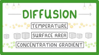 What is Diffusion How Does it Work What Factors Affect it 7 [upl. by Killarney]