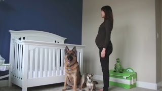 Dogs Steal the Show in Heartwarming Pregnancy Time Lapse Video [upl. by Venita979]