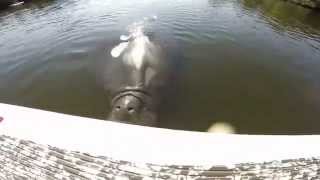 Huge Manatee Attacks Stand Up Paddle Board Fisherman [upl. by Chasse]