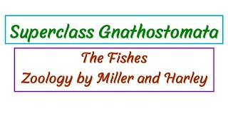 Superclass Gnathostomata  Jawed Vertebrates [upl. by Revell563]