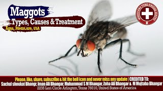 🦠 Maggots Myiasis Infestation  Types Symptoms and Treatment 🐛 [upl. by Elimaj]