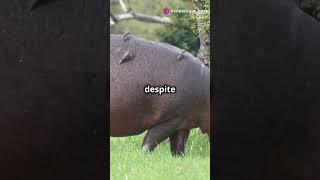 All about hippos HippoFacts Wildlife AnimalScience NatureDocumentary AmazingAnimals [upl. by Htabazile]