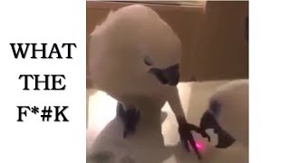 What the fk cockatoo  wtf [upl. by Aubert]