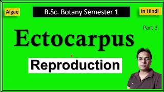 Ectocarpus reproduction [upl. by Neelrad]