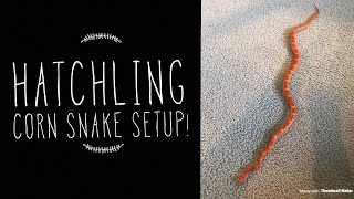 How To Setup a Hatchling Corn Snake [upl. by Apul]