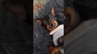 Minpins love playing music dog minpin doglover teacupdog tinydog cutedog funny [upl. by Lerat]