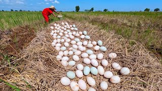 wow wow unique  pick a lot of duck eggs on the straw at field near the village by hand a farmer [upl. by Sarkaria822]