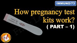 How pregnancy test kits work PART I FLImmuno73 [upl. by Anitnoc517]