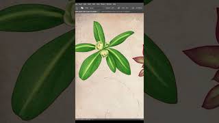 Drawing practice for understanding nature botanicalillustration art [upl. by Eolande]