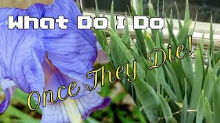 How To Prune Back Iris Flowers  Perennial Flowers  creationsbydx [upl. by Cristian]