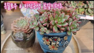 로맨스다육에서 온 색감 짱 예쁜 쪼꼬미 온슬로우 amp 풍성한 군생이 되어버린 아담 분갈이해요 [upl. by Virginie]