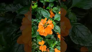 Crossandra Infundibuliformis plan flowers shortvideo gardening [upl. by Oinigih470]