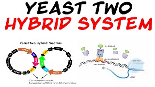 Yeast two hybrid system [upl. by Akinod27]