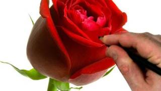 How to Draw a Rose Step by Step Flower Drawing Tutorial [upl. by Analeh861]