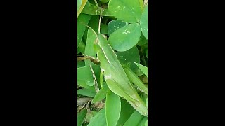 Green Grasshopper Orthoptera Insects [upl. by Oknuj494]