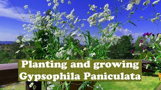 Planting and growing Gypsophila Paniculata at Home [upl. by Ezitram665]